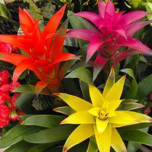 Guzmania Sorte