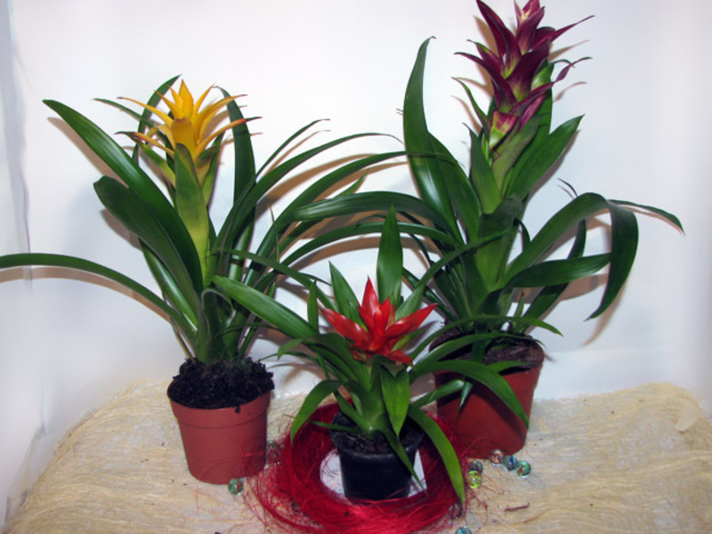 Variedades de guzmania