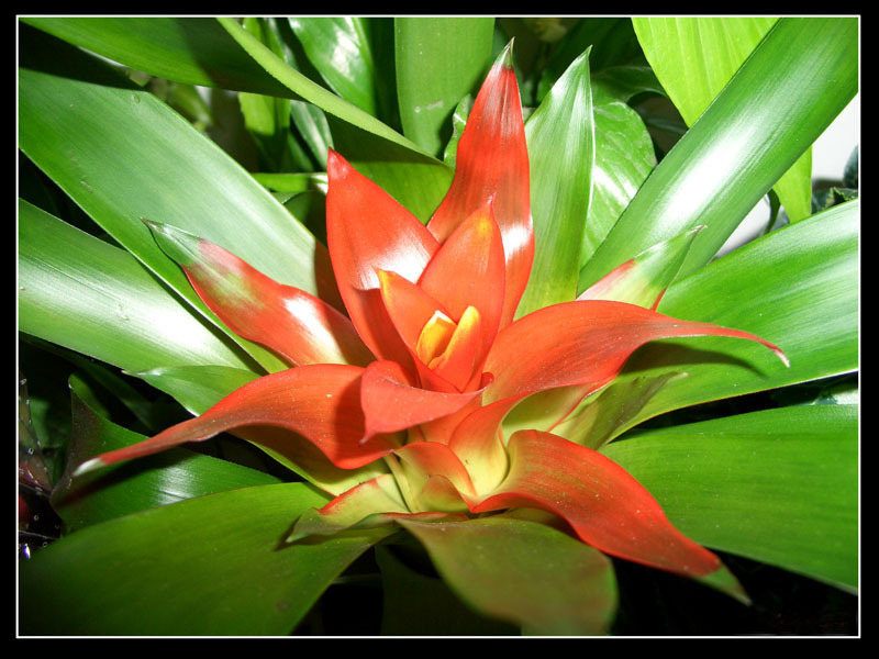 Een paar tips voor het fokken van guzmania