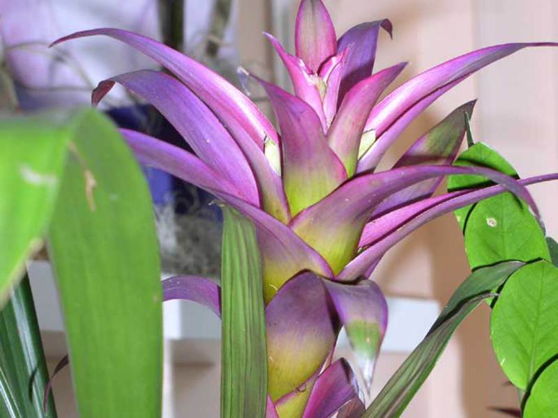 Cultivo de guzmania