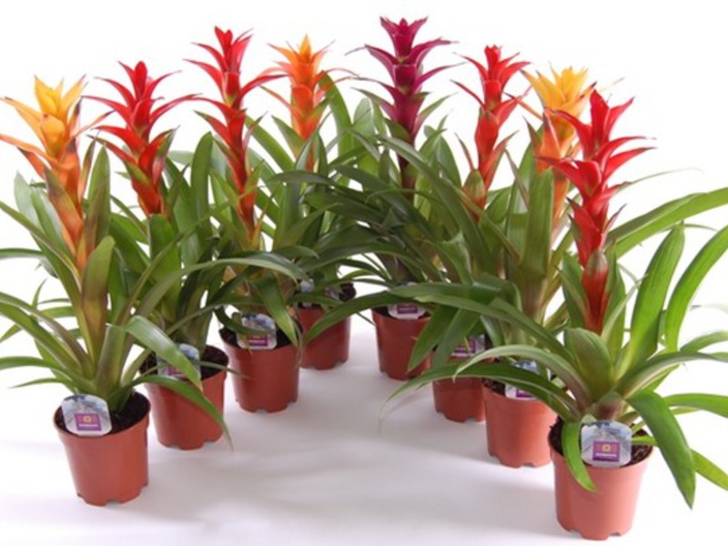 Como decorar uma casa com quarto de guzmania