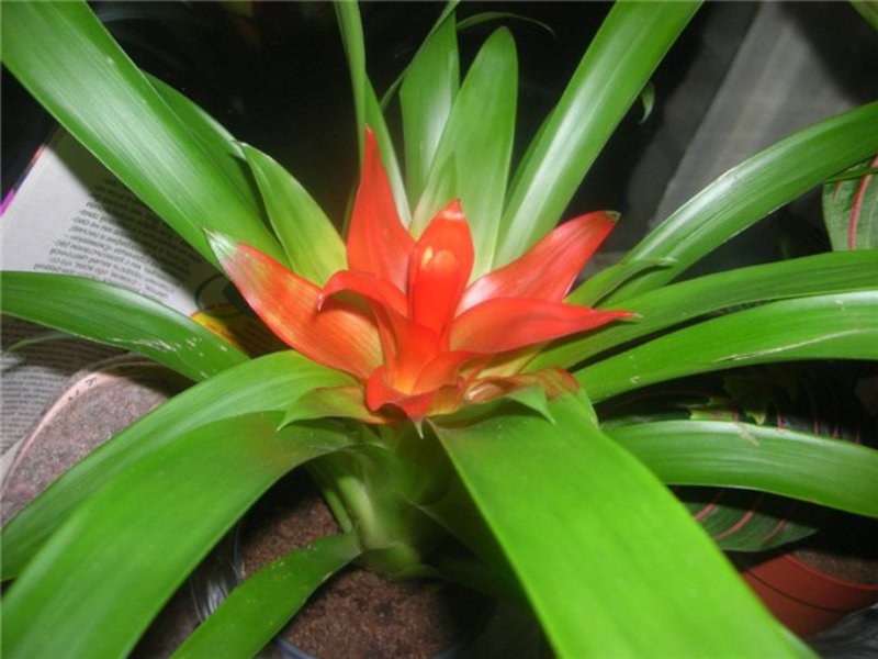 Thuis guzmania