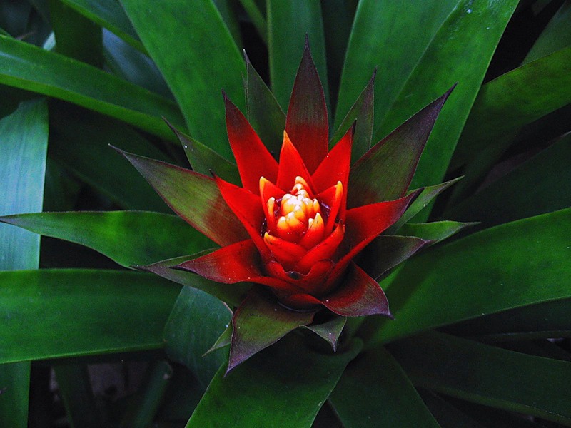 Een paar tips voor het fokken van guzmania