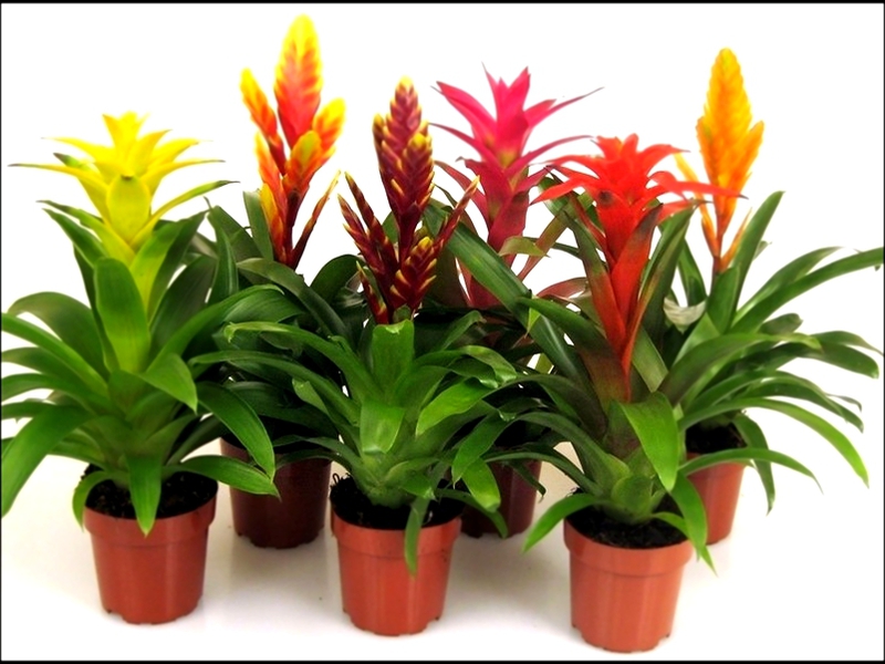  Cómo cuidar guzmania en casa.