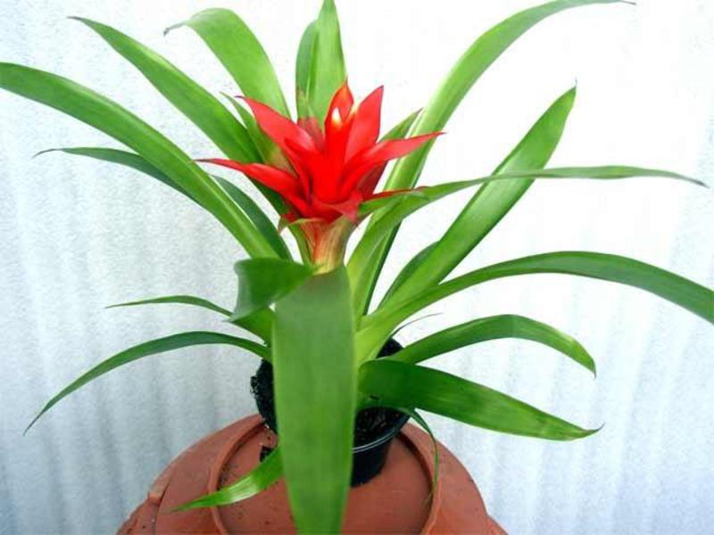 Rodzaje guzmania