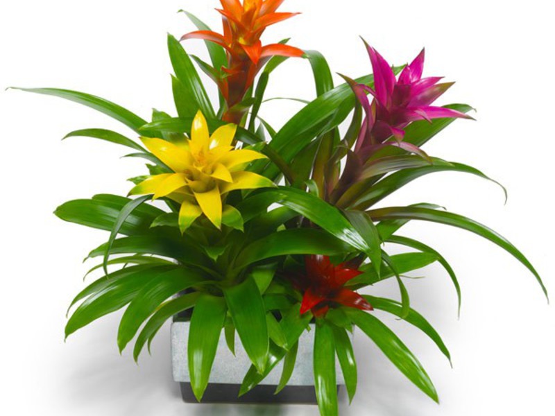 Transplantace Guzmania