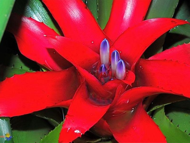 Cómo crece Guzmania