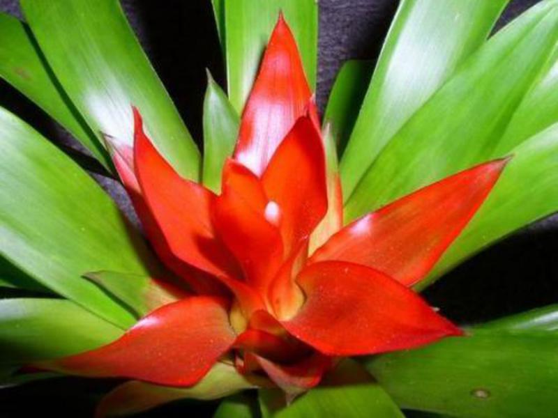 Thuis guzmania