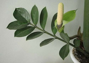 Çiçek açan Zamioculcas -