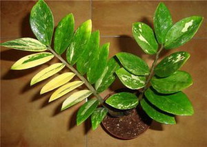 Le jaunissement des zamioculcas est-il un signe de maladie ou est-ce normal?