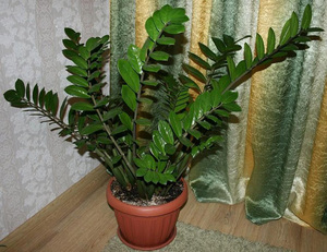 Zamioculcas vokser hjemme i potter