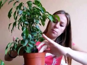 La reproducció de ficus no és un procés complicat.