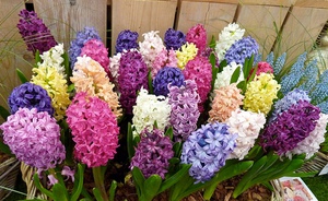  Ang mga hyacinth ay magagandang mga bulaklak na maaaring magalak sa iyo sa site at sa bahay.