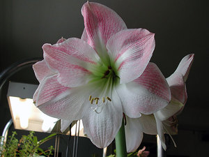 يظهر hippeastrum الوردي والأبيض في الصورة.