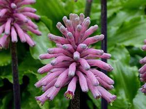 Weltheimia é uma planta bulbosa com flor incomum.