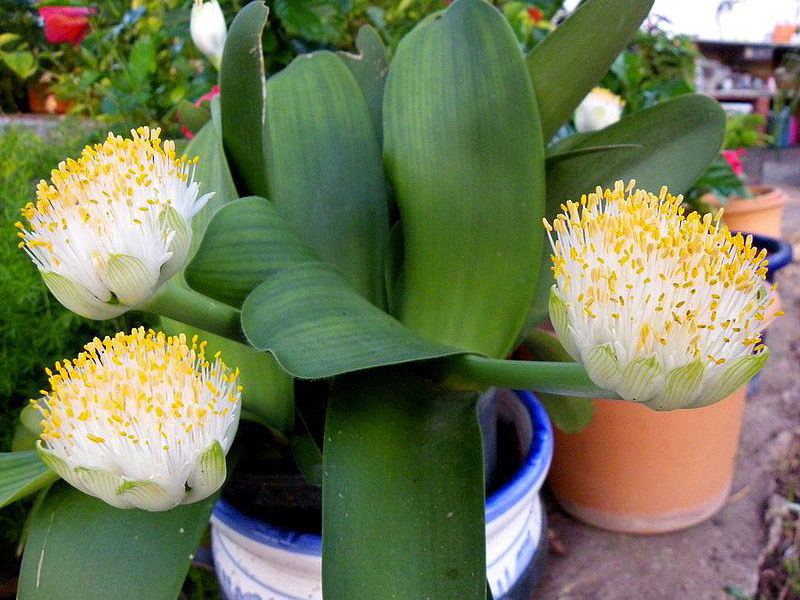 Gemantus de flor branca precisa de um vaso grande.