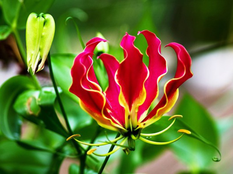 Red blooming gloriosa sa hardin.