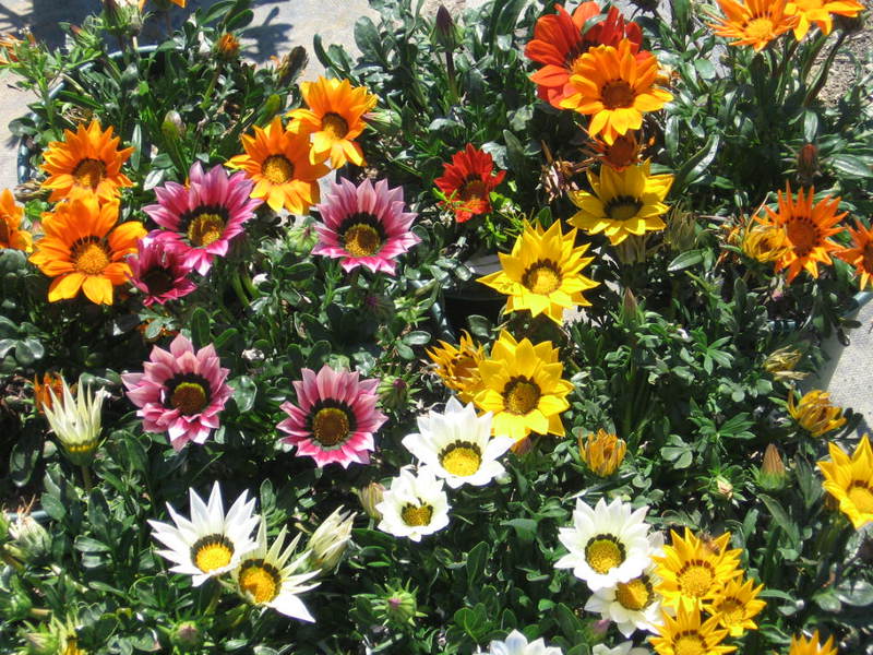 Gazania (gatsania) is een plant die erg geliefd is bij veel zomerbewoners.