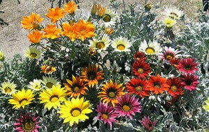 Gazania Brillant wächst gut in Blumenbeeten