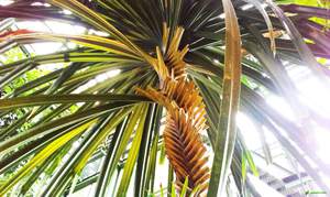 Pandanus não é uma planta exigente.