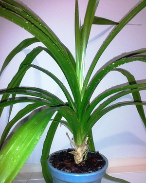 Jonge pandanus heeft tijdig water en grond van goede kwaliteit nodig.