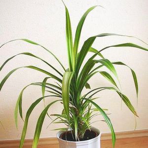 Foto de un pandanus en una maceta: la planta crece maravillosamente en casa