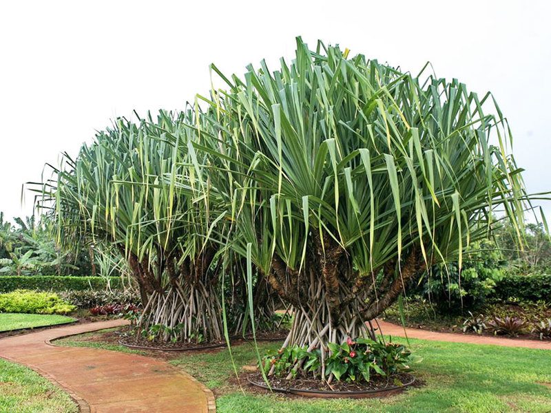 Pandanus Veicha és una planta gran, de vegades anomenada palmera.