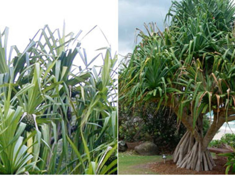 Pandanus Sandera es una planta tropical que se cultiva en hogares y oficinas como planta ornamental.