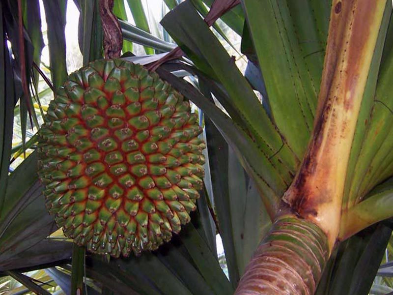 Pandeus é bonito e também útil se der frutos.