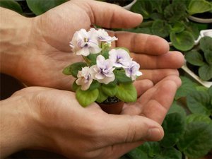 Reglas para cuidar las violetas en casa.