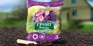 Thành phần cần thiết của đất cho hoa violet trong nhà