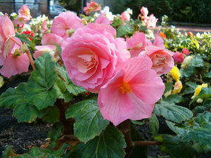 Descrição das características do crescimento de flores de begônias