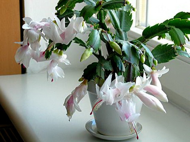 Flowering Decembrist or Zygocactus