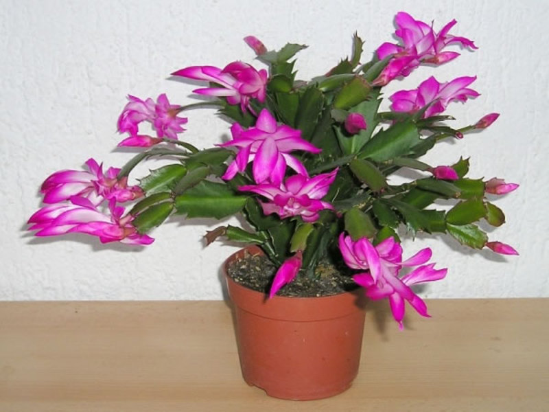 Zygocactus flowers