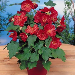 Soil and watering abutilon