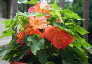 Wann können Sie Abutilon transplantieren?