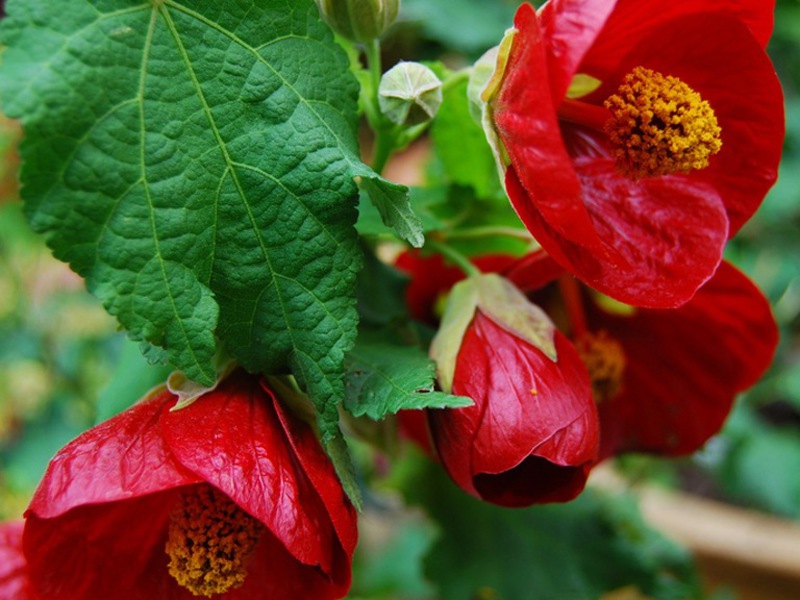 Hogyan növekszik az abutilon