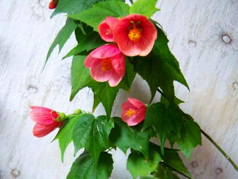 Peraturan penyiraman Abutilon