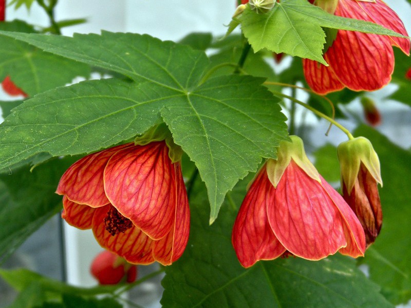 Indoor bloem abutilon