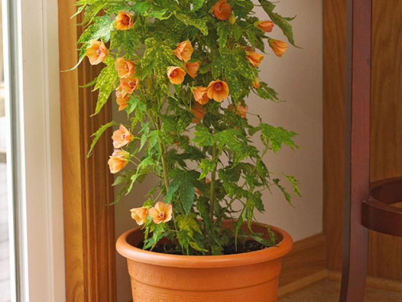 Blomstrende abutilon i huset