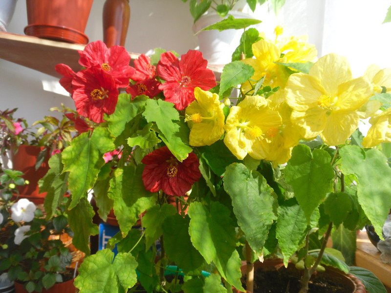 Hoe zien abutilon-bloemen eruit?