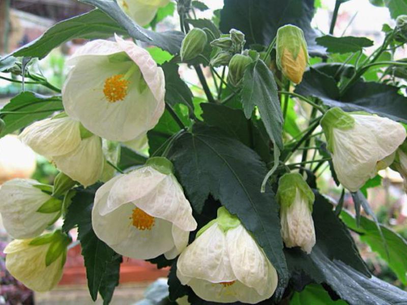 Augu šķirnes Abutilon