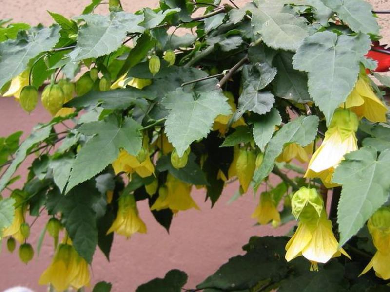 Abutilones mélange de variétés