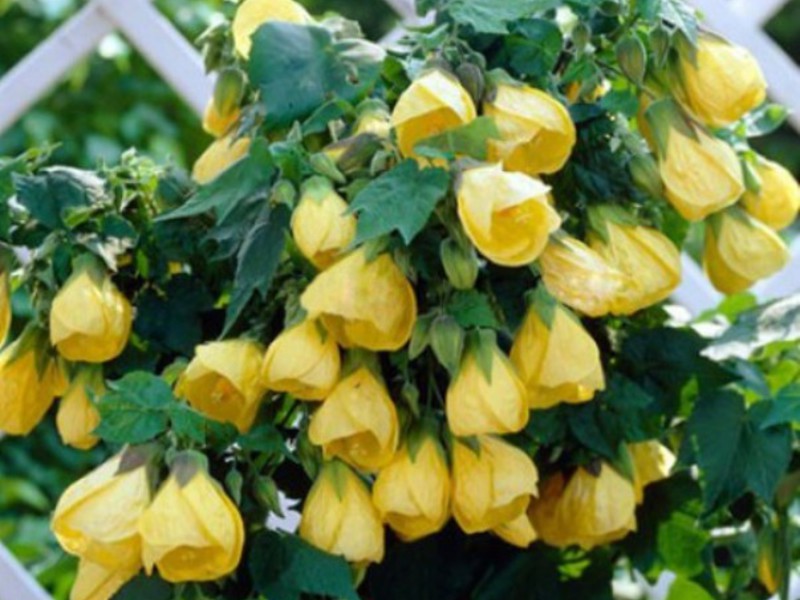 ความหลากหลายของพันธุ์ abutilon