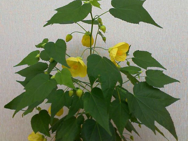 Bloeitijd van Abutilon