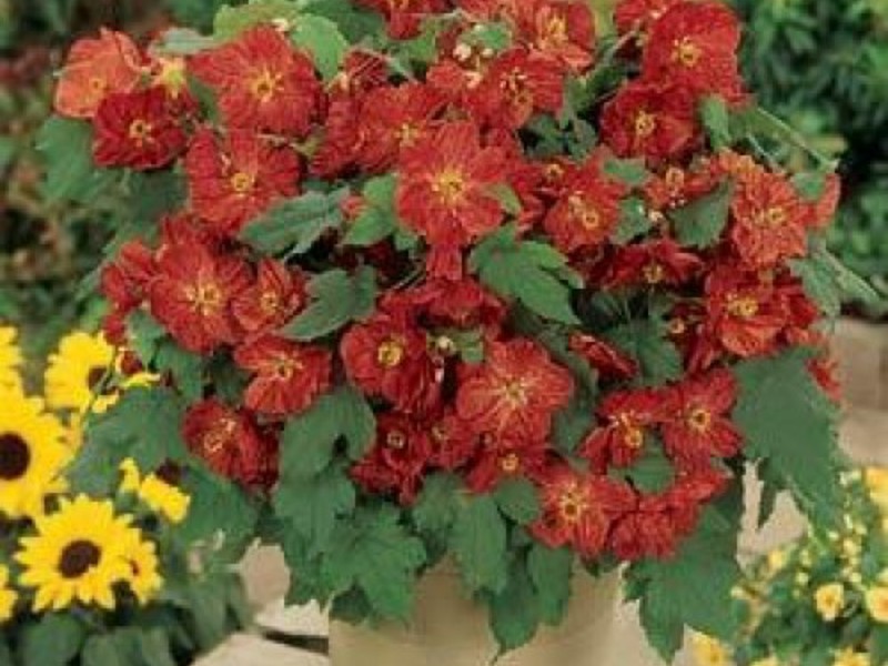 Soorten bloemen abutilon