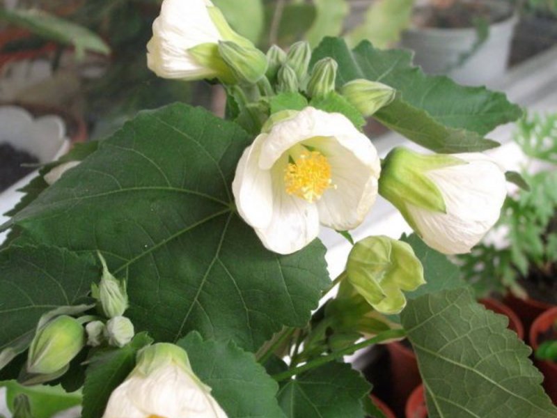 Hoe een abutilonbloem bij te houden