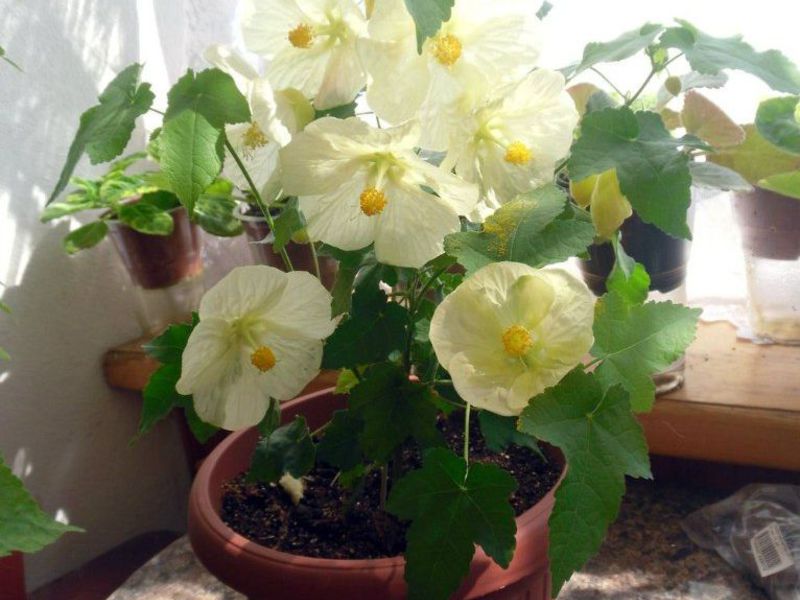 Transplant de flori Abutilon