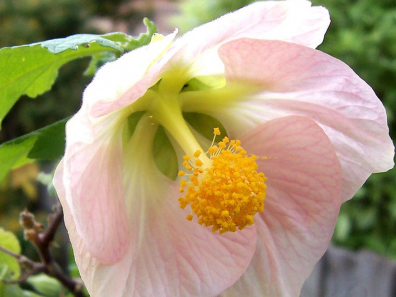 Omsorg for innendørs abutilon