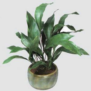 Como cultivar uma aspidistra